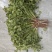 山东露天香菜
