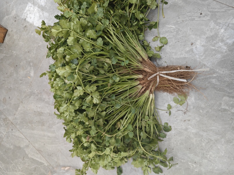 山东露天香菜