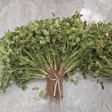 山东露天香菜