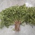 山东露天香菜