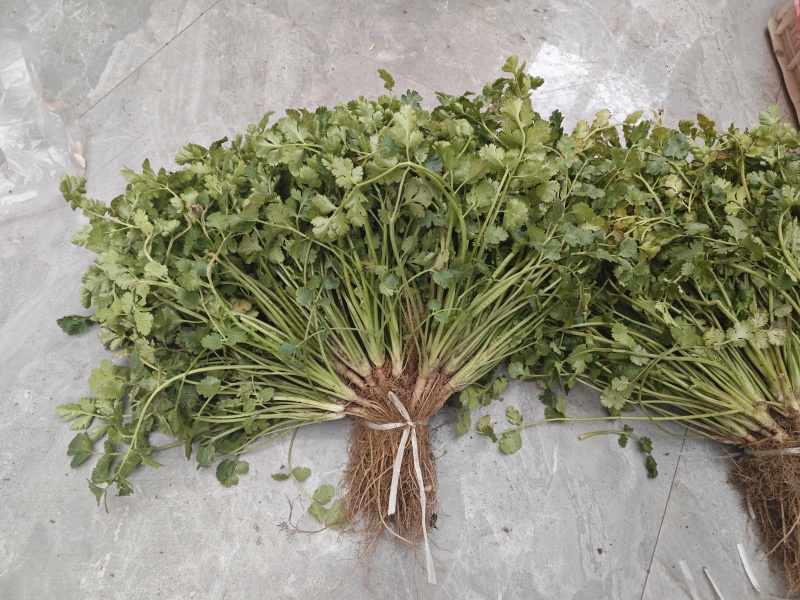 山东露天香菜