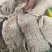 精品牛伞代、去油，煮半熟