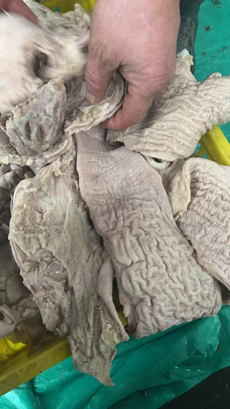 精品牛伞代、去油，煮半熟
