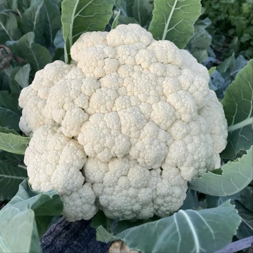 石头花菜白花菜花，陕西产地直发，一手货源，量大从优