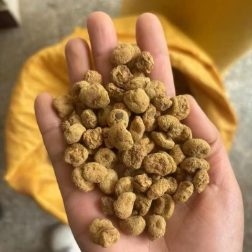 陕西产地供应元胡，干货湿货都有，量大从优，欢迎咨询