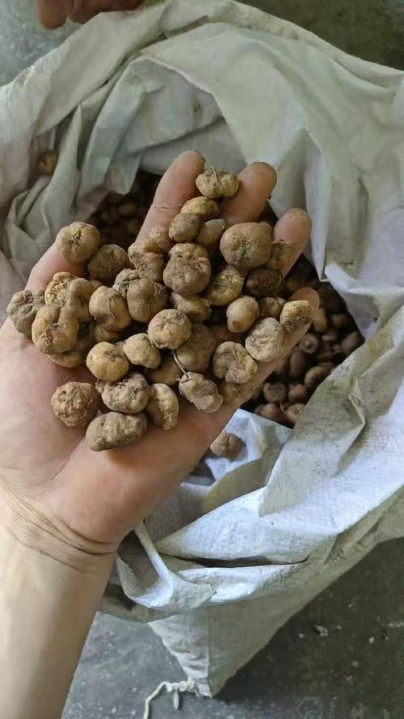 陕西产地供应元胡，干货湿货都有，量大从优，欢迎咨询