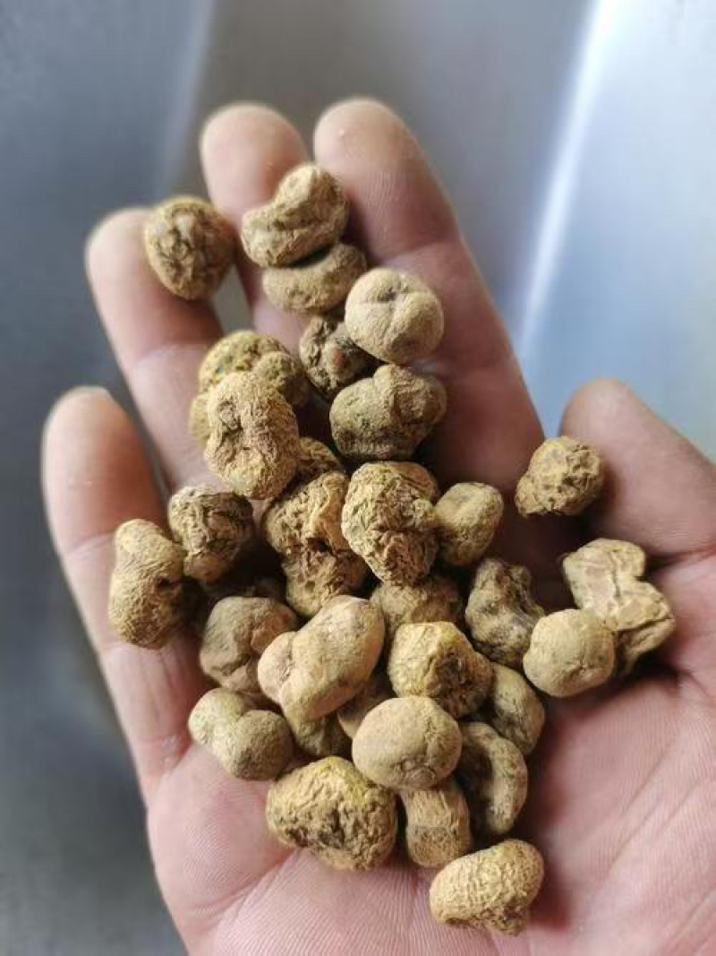 陕西产地供应元胡，干货湿货都有，量大从优，欢迎咨询