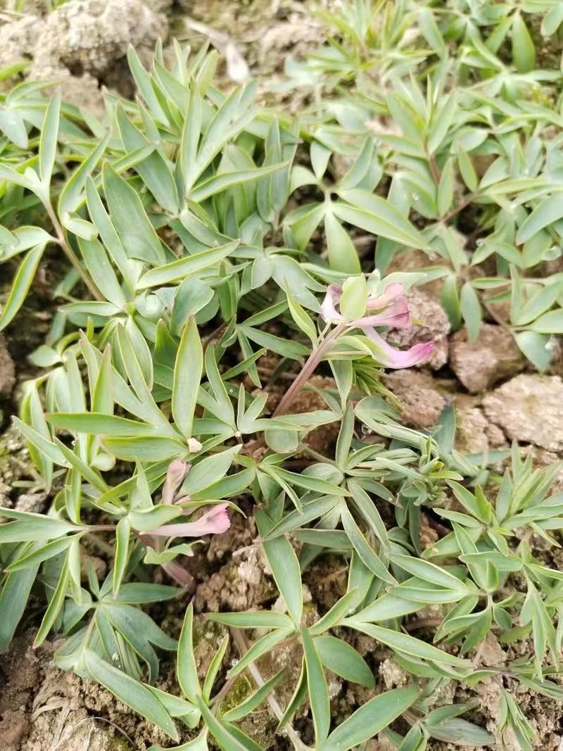陕西产地供应元胡，干货湿货都有，量大从优，欢迎咨询