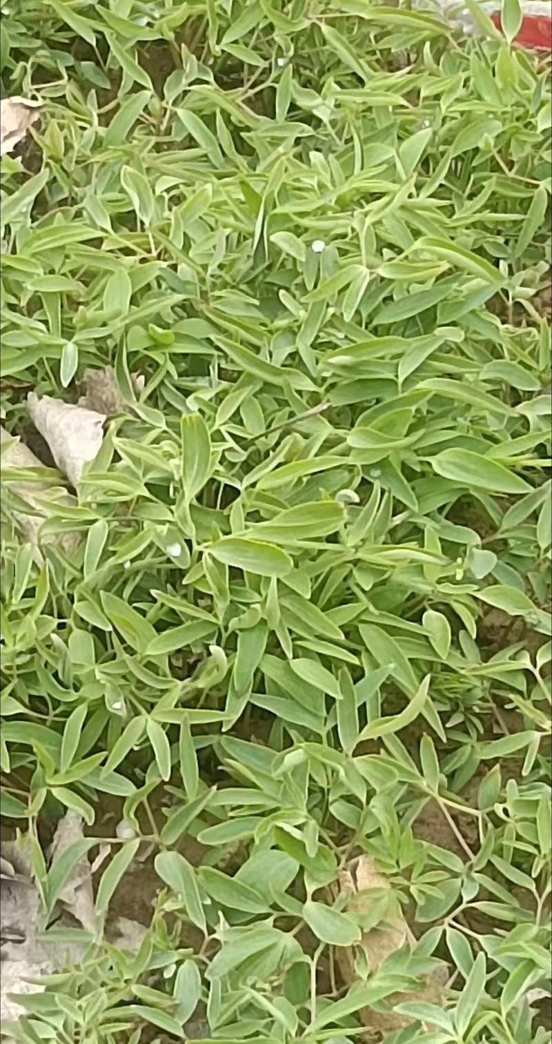 陕西产地供应元胡，干货湿货都有，量大从优，欢迎咨询