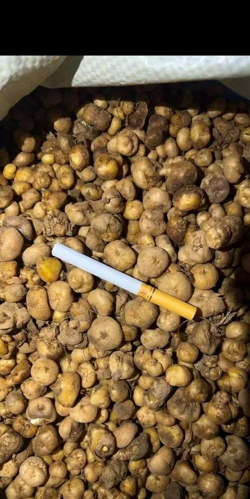 陕西产地供应元胡，干货湿货都有，量大从优，欢迎咨询