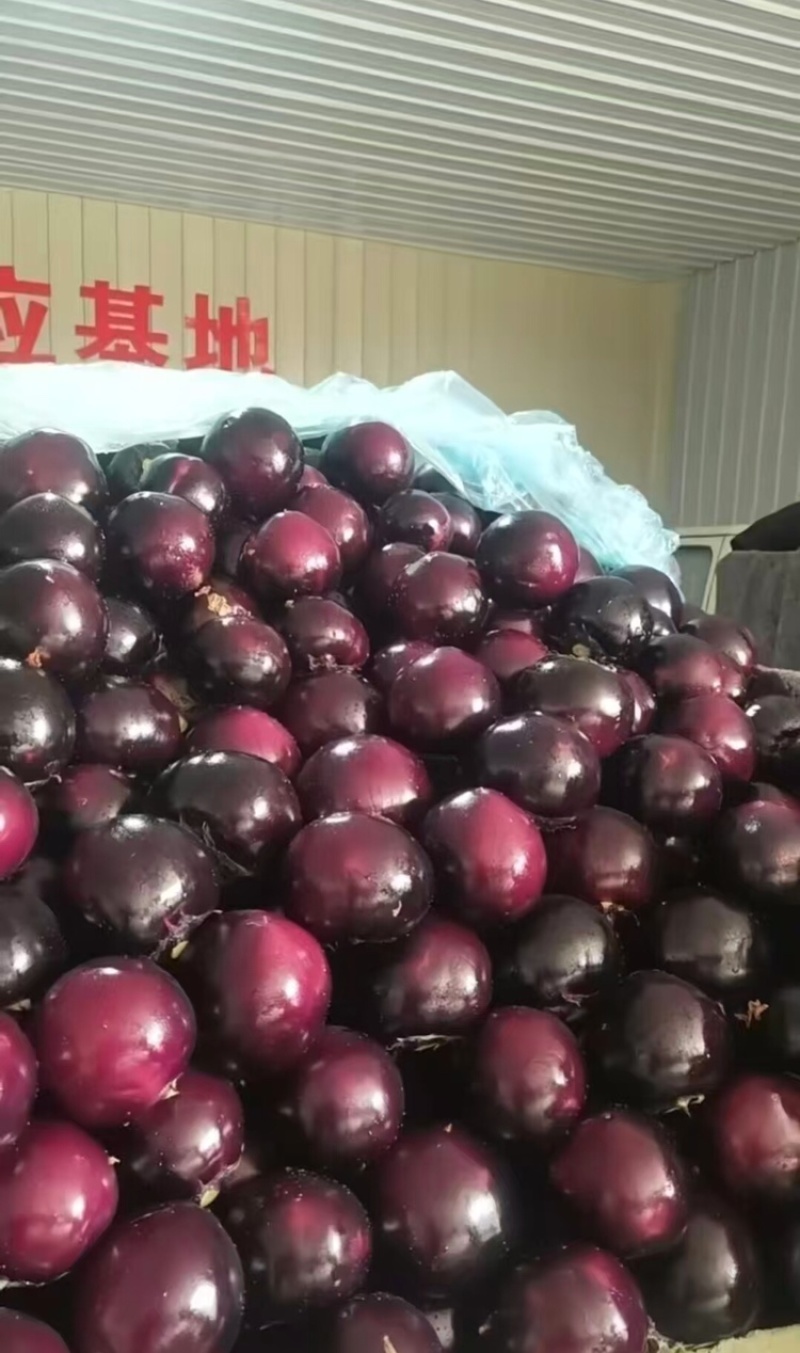 圆茄，产地直发，大量有货，欢迎各位老板咨询采购
