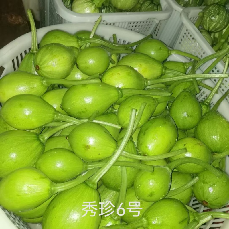 秀珍6号南瓜种子青翠一串铃小南瓜种子结瓜早座瓜率高基地