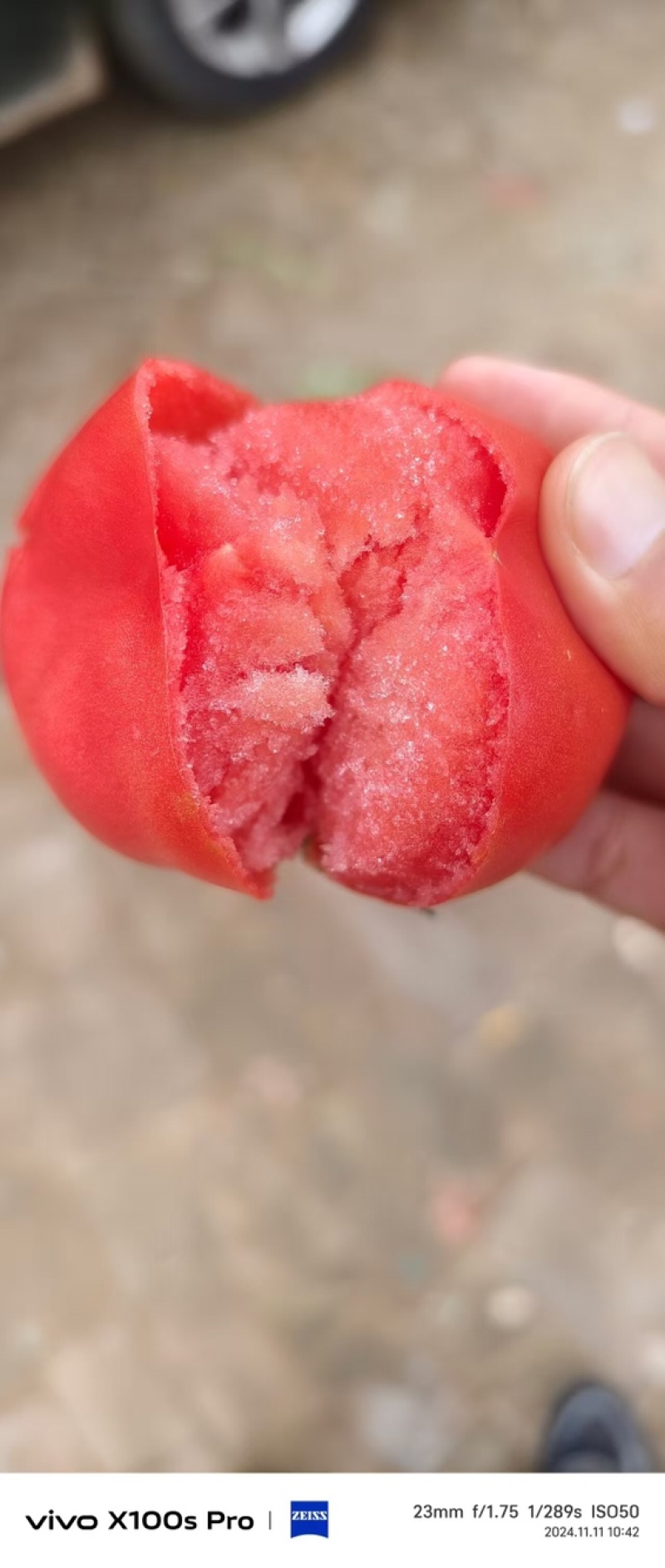 西红柿，基地直发，可对接全国，可视频看货，欢迎咨询采购