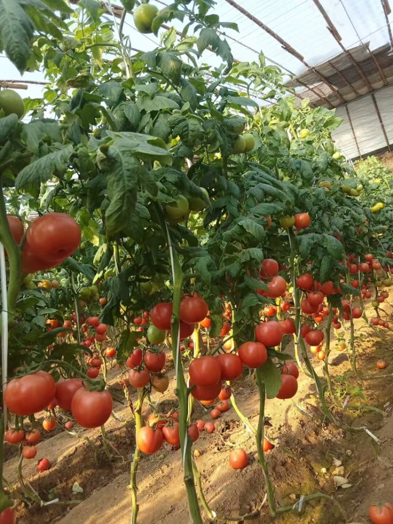 西红柿，基地直发，可对接全国，可视频看货，欢迎咨询采购