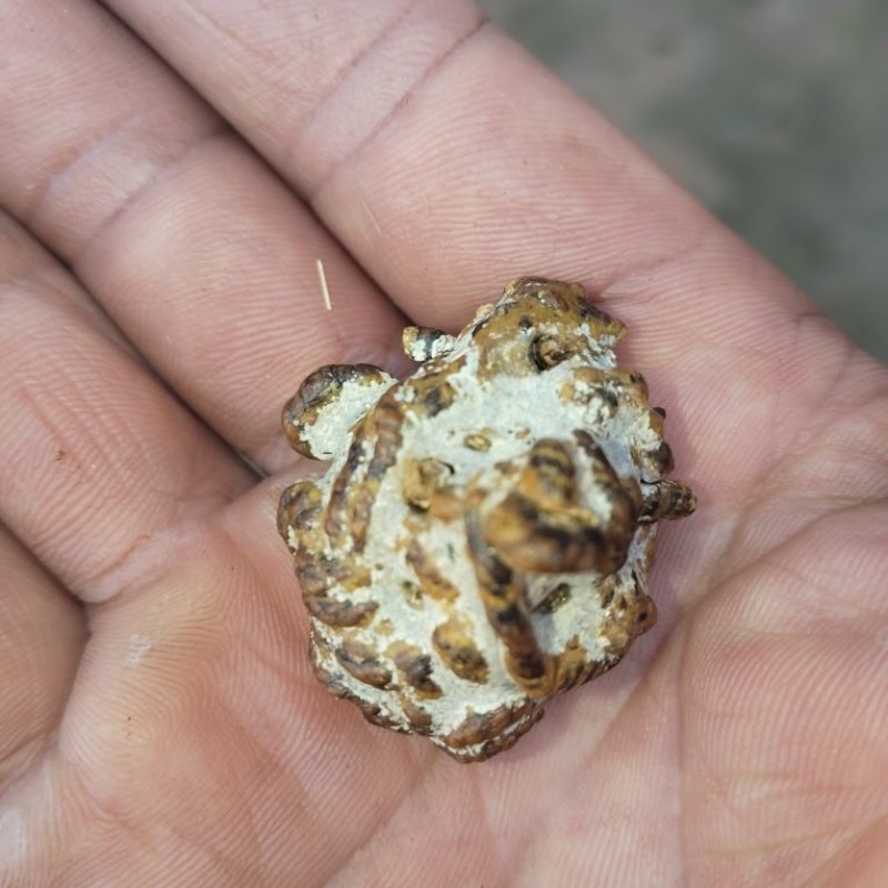 有人买羊宝吗？