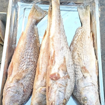 单条2斤左右的铜锣鱼