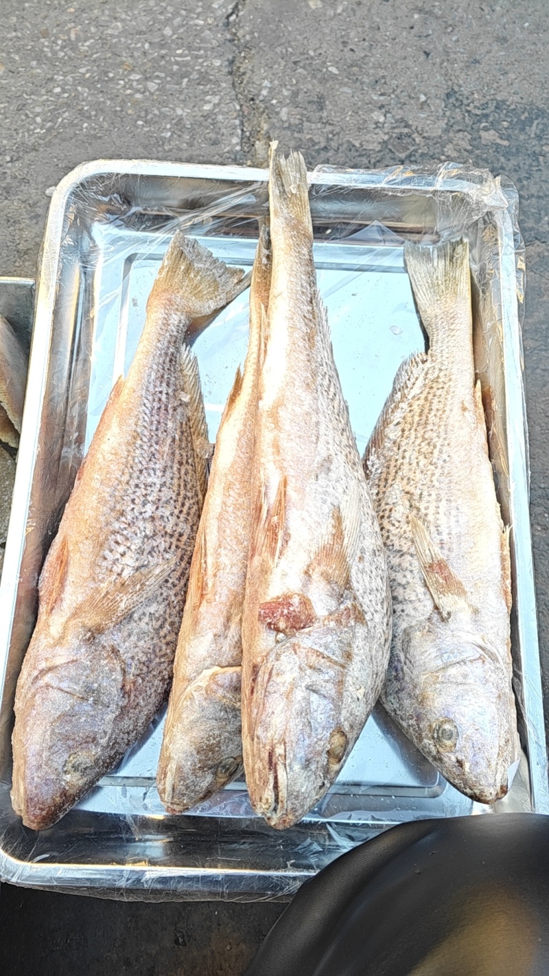 单条2斤左右的铜锣鱼