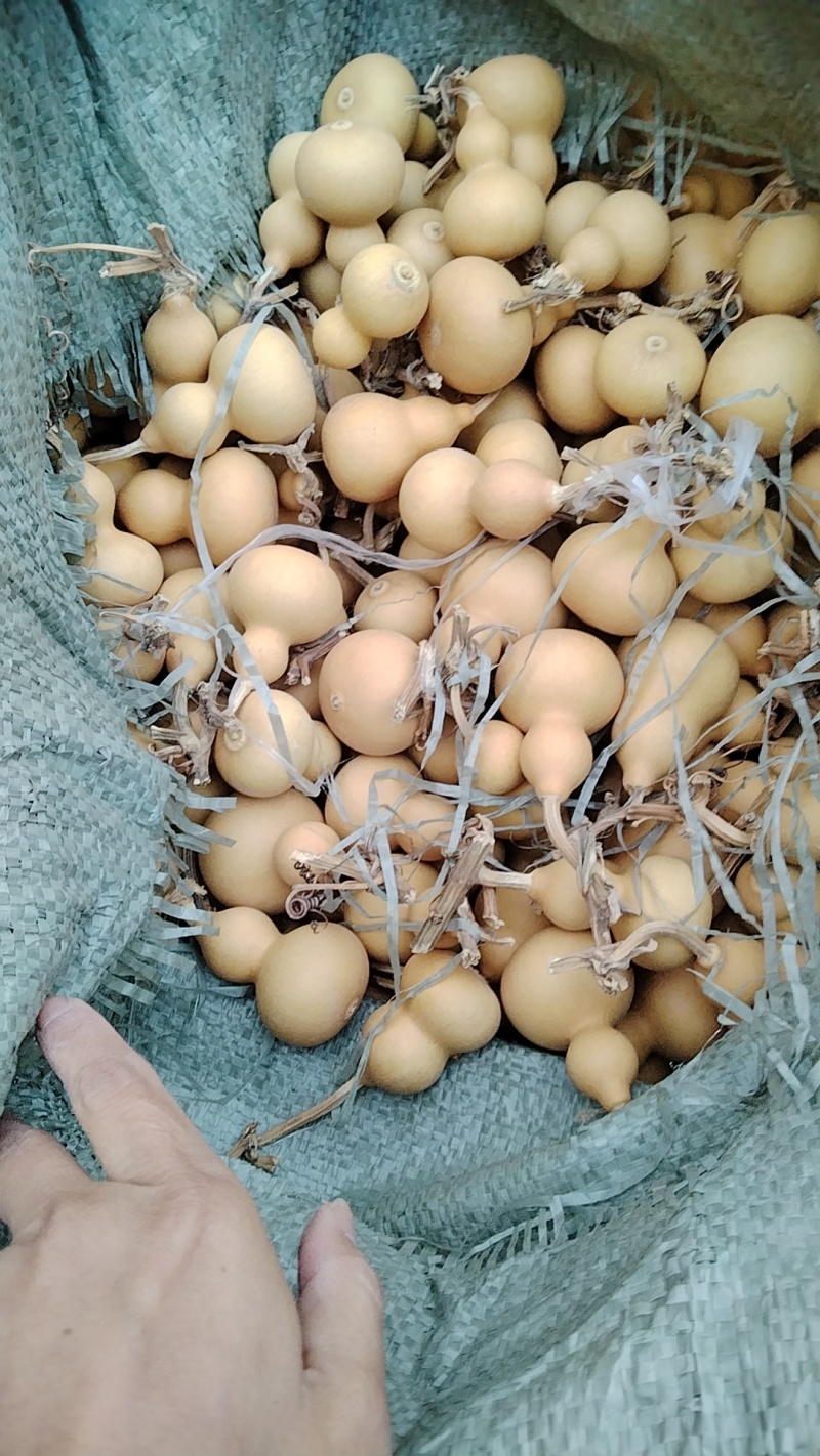 小美国葫芦皮色一级棒