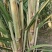 农科院广西粤翠甘蔗种子适合北方叶县天意种植直供