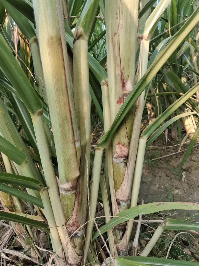 农科院广西粤翠甘蔗种子适合北方叶县天意种植直供