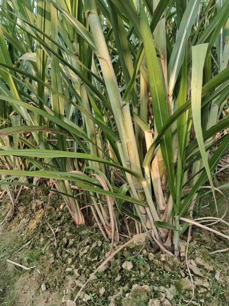 农科院广西粤翠甘蔗种子适合北方叶县天意种植直供
