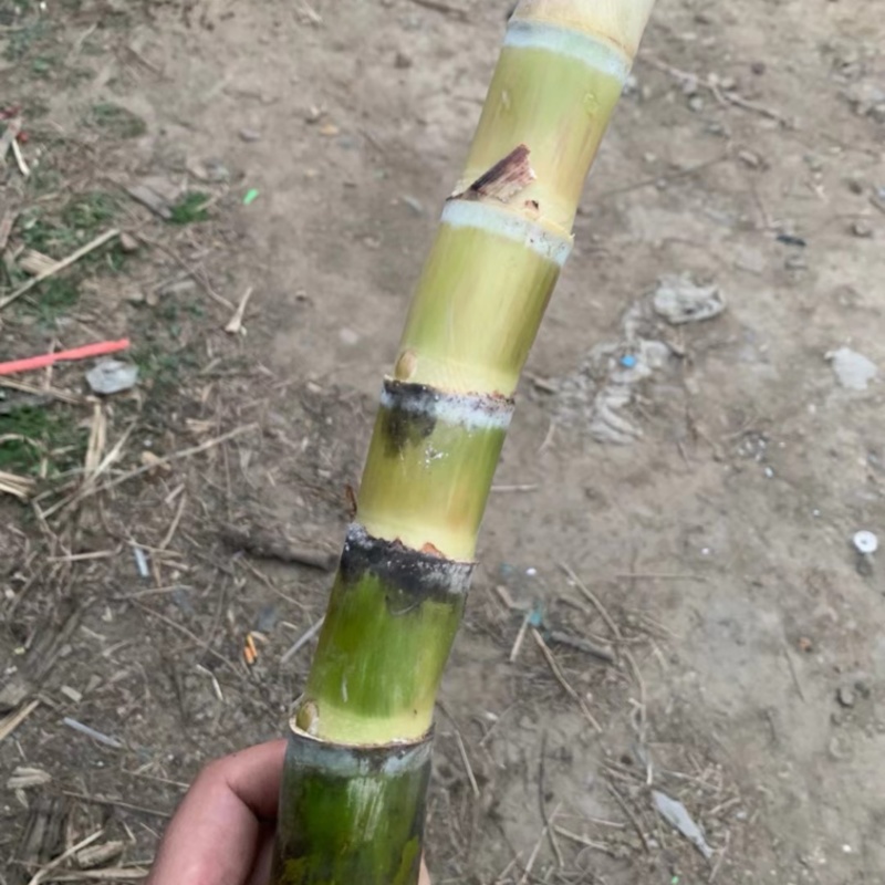 农科院广西黄金玻璃脆甘蔗种子叶县天意种植直供