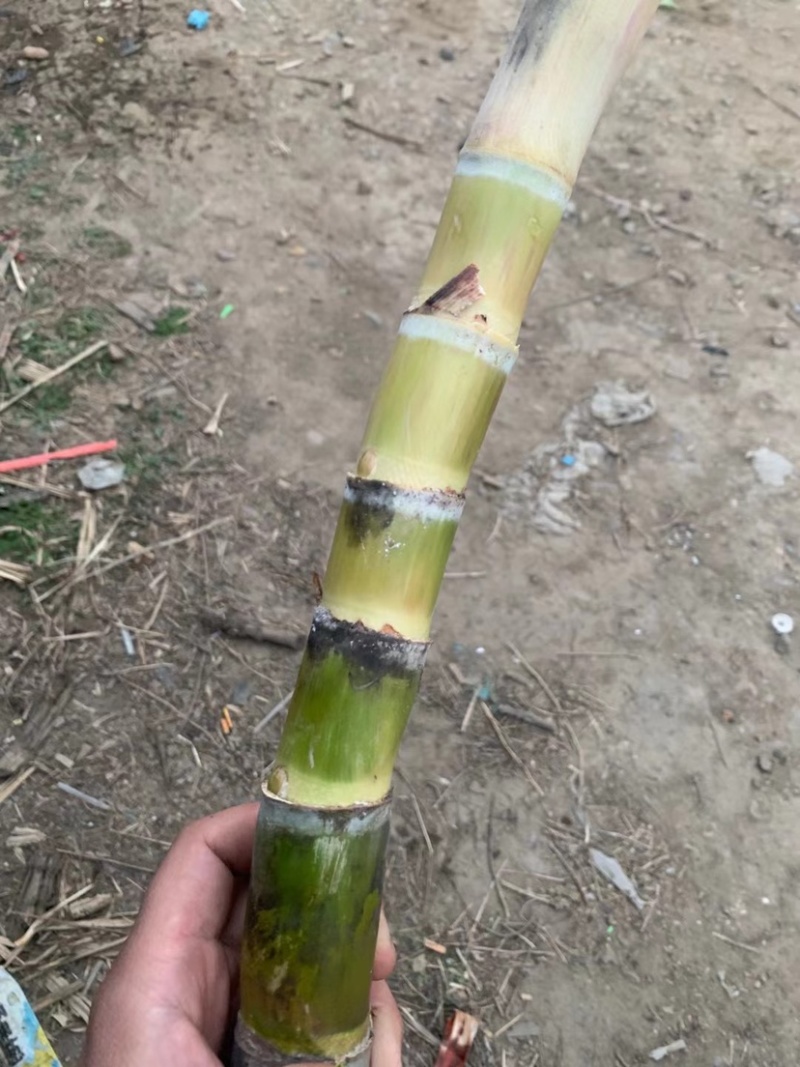 农科院广西黄金玻璃脆甘蔗种子叶县天意种植直供