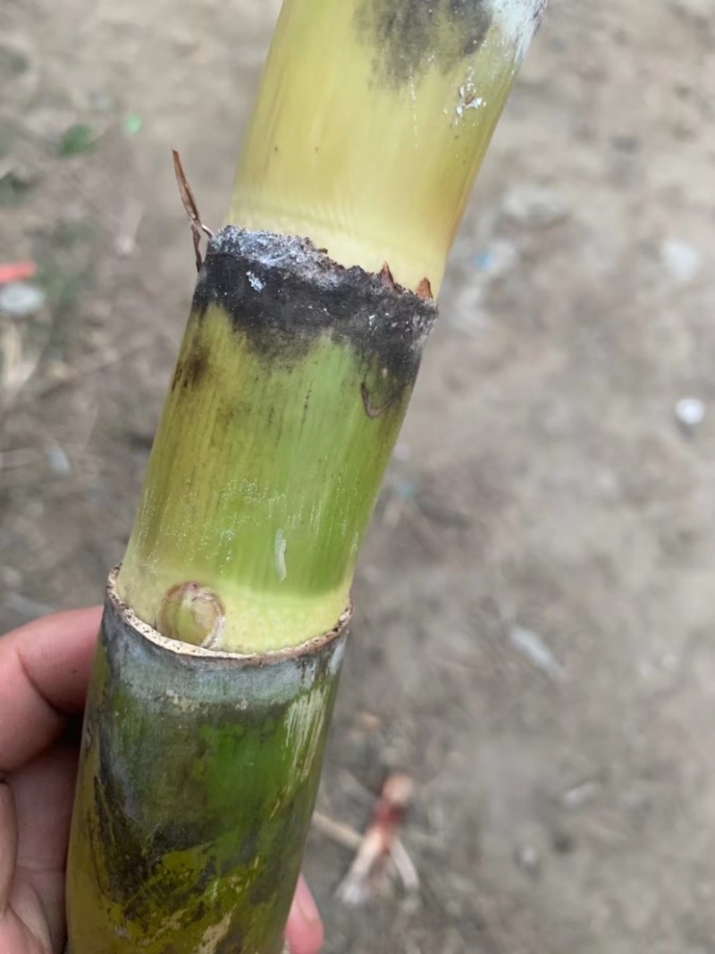 农科院广西黄金玻璃脆甘蔗种子叶县天意种植直供