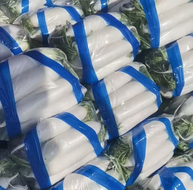 精品白萝卜可供市场食堂商超需要的联系我