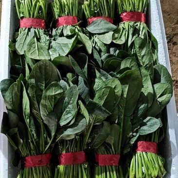 小把精品菠菜