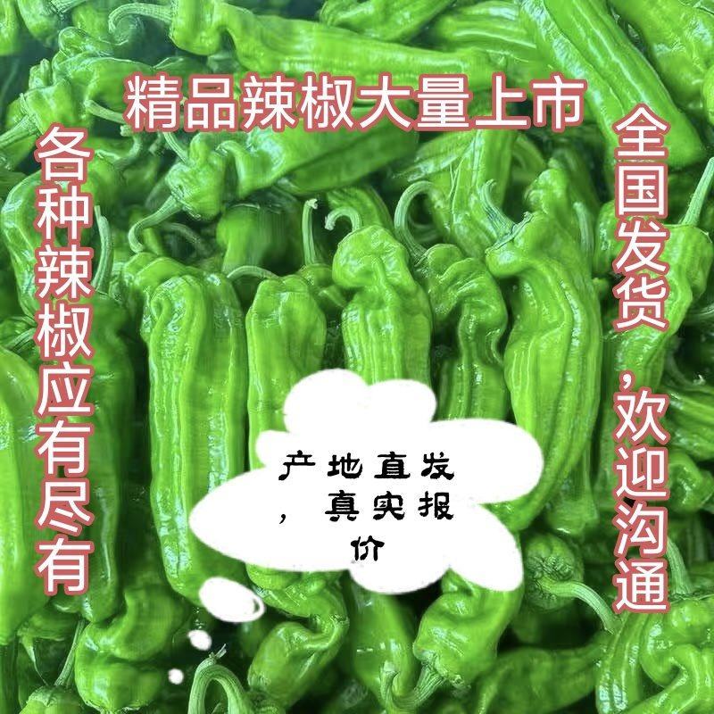 精品螺丝椒，各种辣椒大量上市，全国发货，欢迎进店沟通。