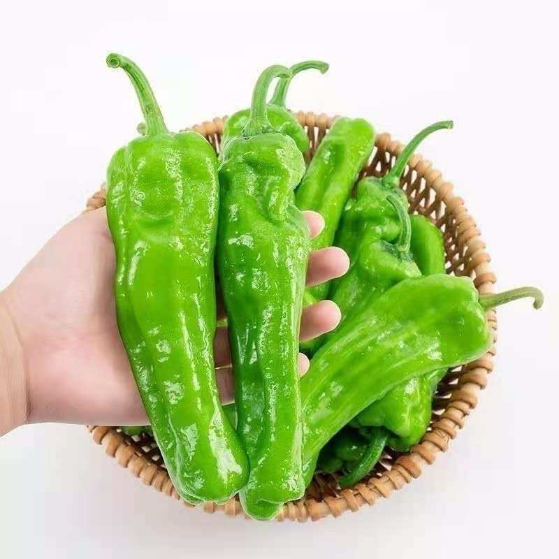 精品螺丝椒，各种辣椒大量上市，全国发货，欢迎进店沟通。