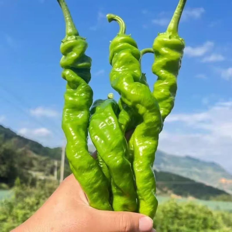 精品螺丝椒，各种辣椒大量上市，全国发货，欢迎进店沟通。
