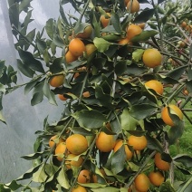 融安雅瑶脆蜜金桔