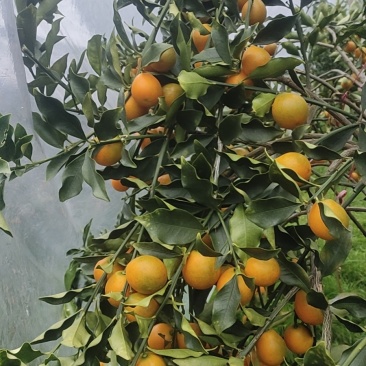 融安雅瑶脆蜜金桔