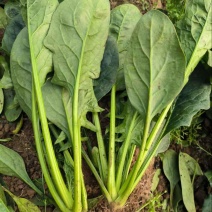 一级大叶菠菜，叶子厚，产地直发，色泽亮，全国发货