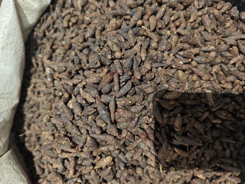 香附