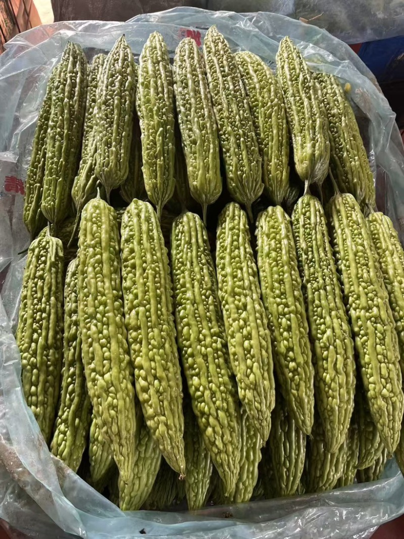 精品苦瓜，品质有保障，欢迎各位老板来电咨询