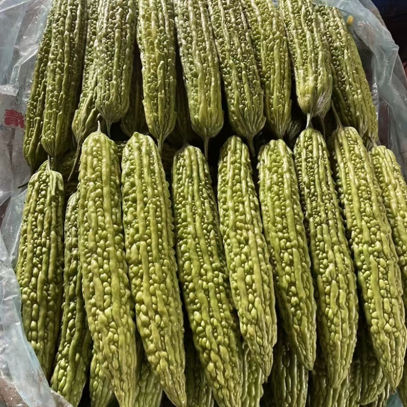 精品苦瓜，品质有保障，欢迎各位老板来电咨询
