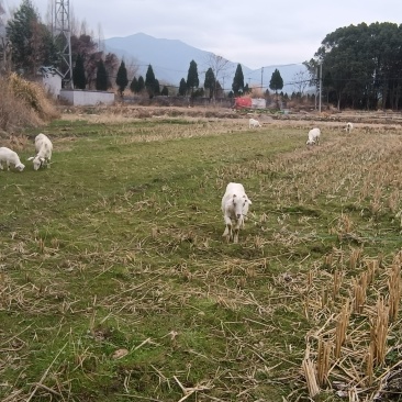 山羊