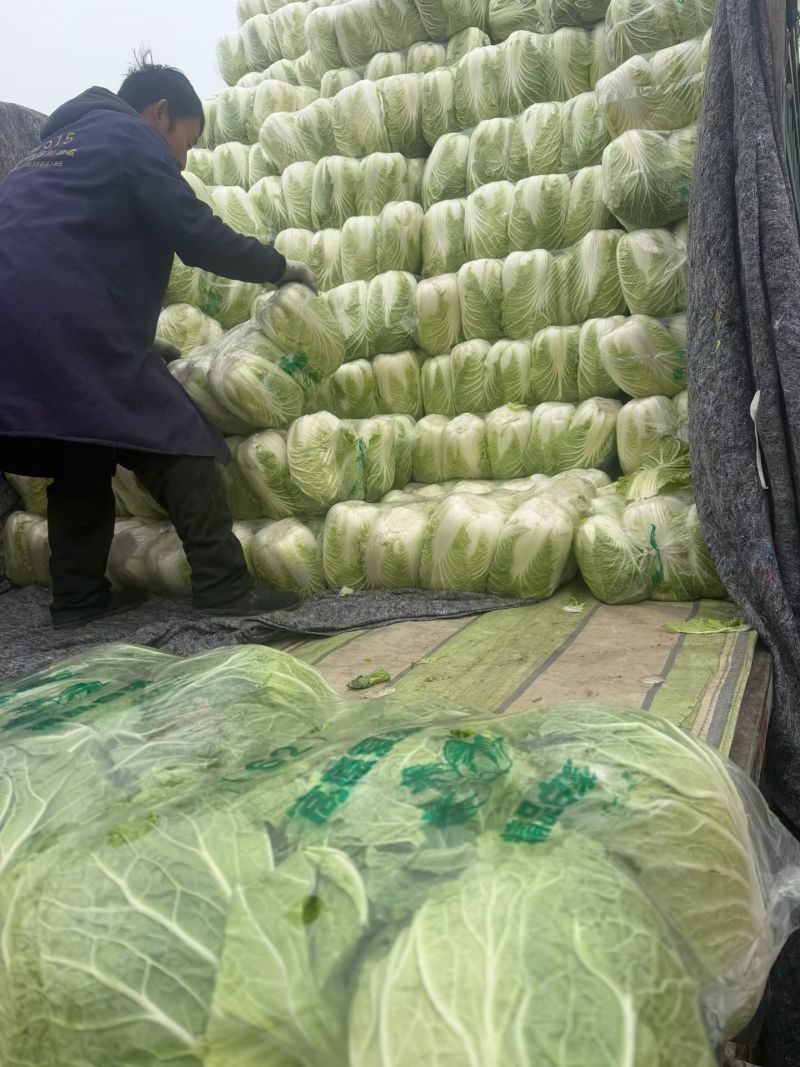 河北大白菜，黄心白菜大量有货对接各大批发市场电商