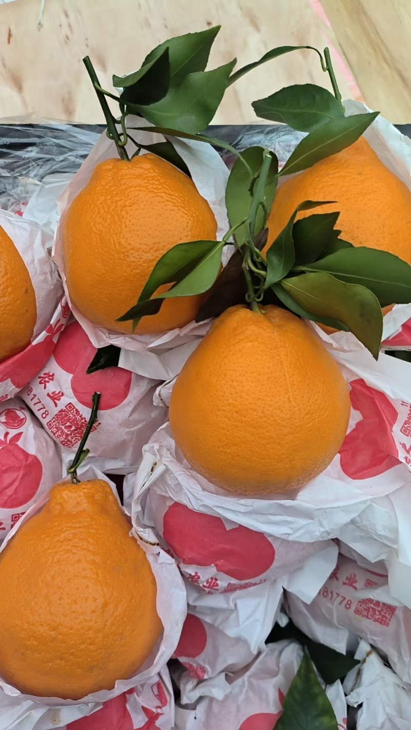 【实力商家】精品四川耙耙柑/春见柑橘货源充足产地直发