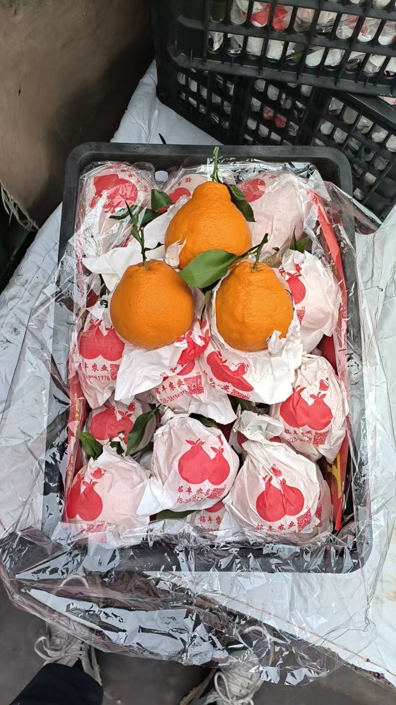 【实力商家】精品四川耙耙柑/春见柑橘货源充足产地直发