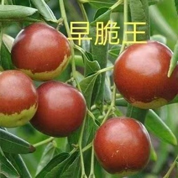 山东、枣树苗、沾化东枣、盘枣、货源充足、对接全国。