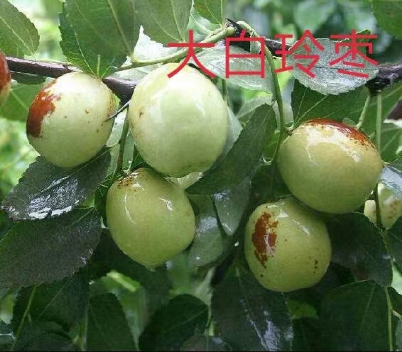 山东、枣树苗、沾化东枣、盘枣、货源充足、对接全国。