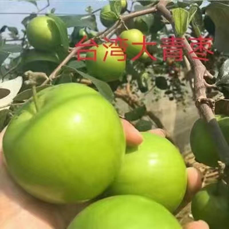 山东、枣树苗、沾化东枣、盘枣、货源充足、对接全国。