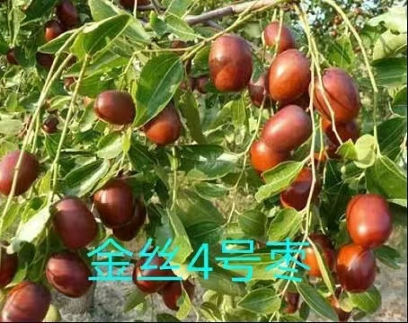 山东、枣树苗、沾化东枣、盘枣、货源充足、对接全国。