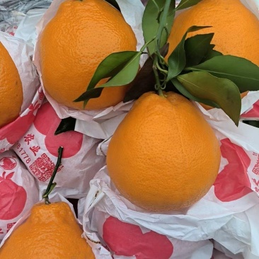 【精品】耙耙柑/春见柑橘货源充足量大从优质量保证欢迎