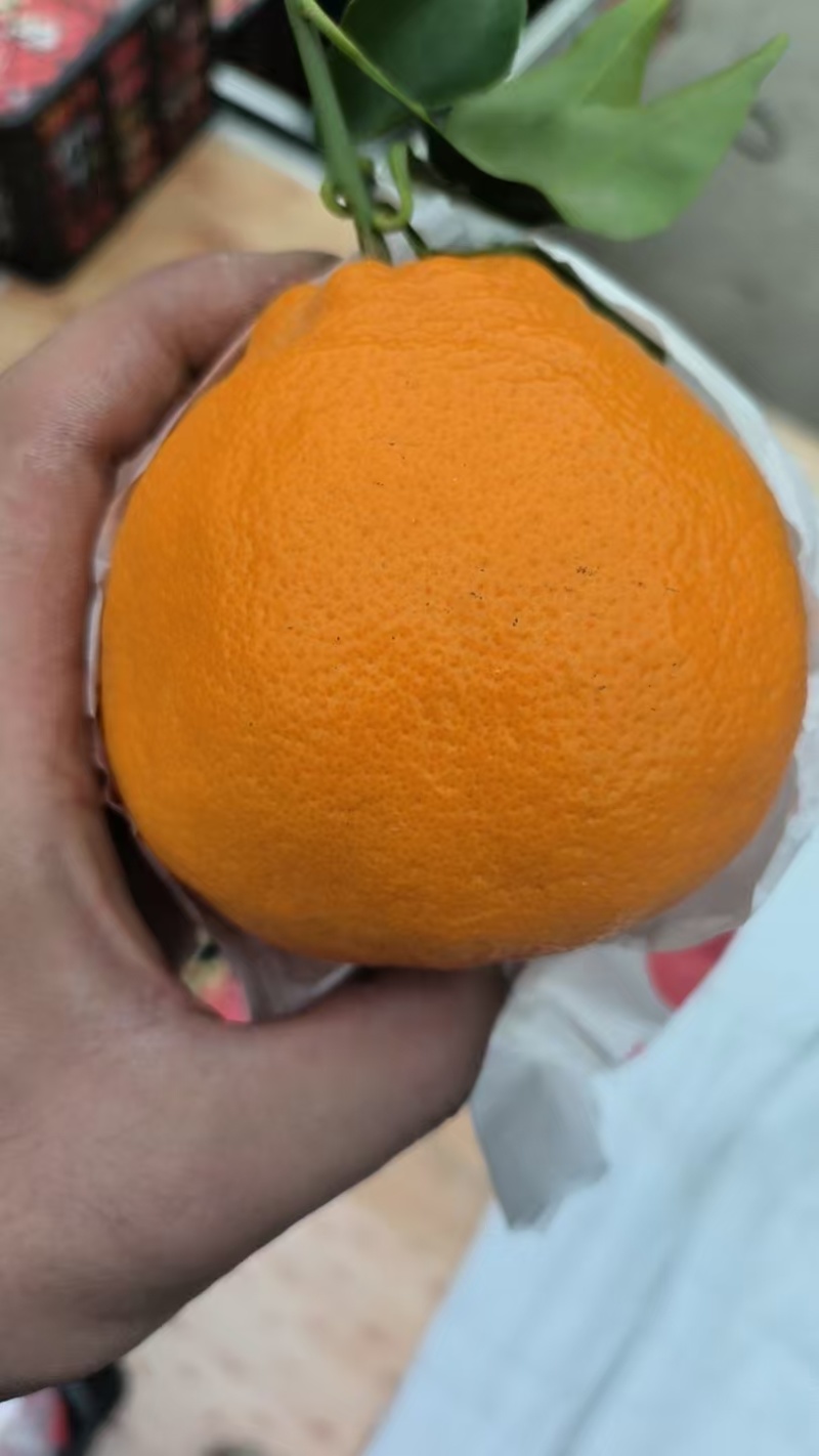 【精品】耙耙柑/春见柑橘货源充足量大从优质量保证欢迎