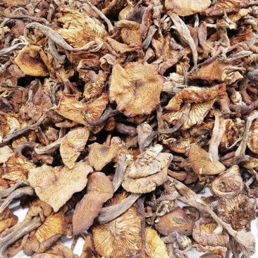 长白山小黄蘑东北蘑菇